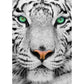 White Siberian Tiger 1000 Piece Jigsaw Puzzle Enjoy
