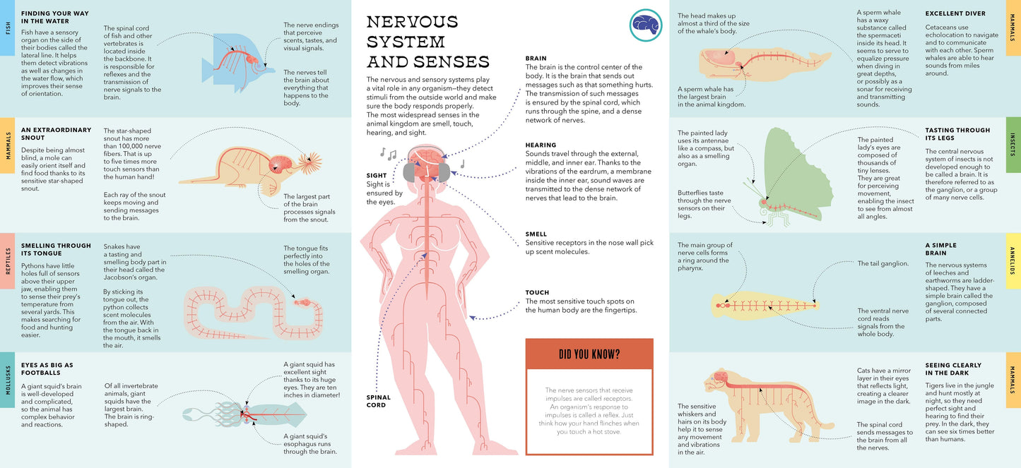 Foldout Anatomy