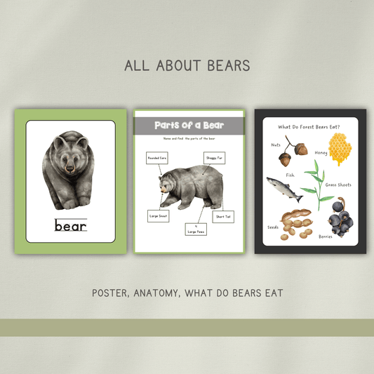 Forest Bears Preschool Activity Pages - Chickadees Wooden Toys