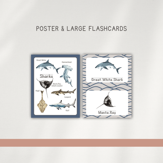 Sharks - Preschool Activity Pages - Chickadees Wooden Toys