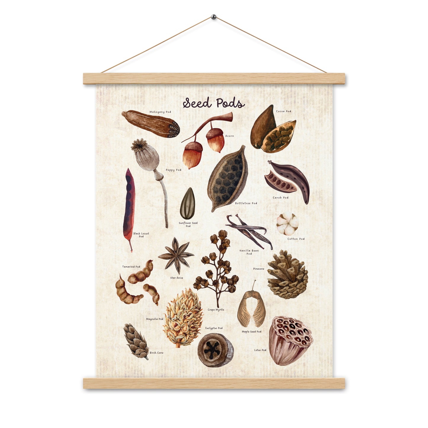 Seed Pods - Matte 18x24 Poster with Wooden Hanger - Vintage Look