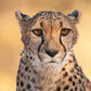 Felt Finger Puppet - Cheetah / Leopard