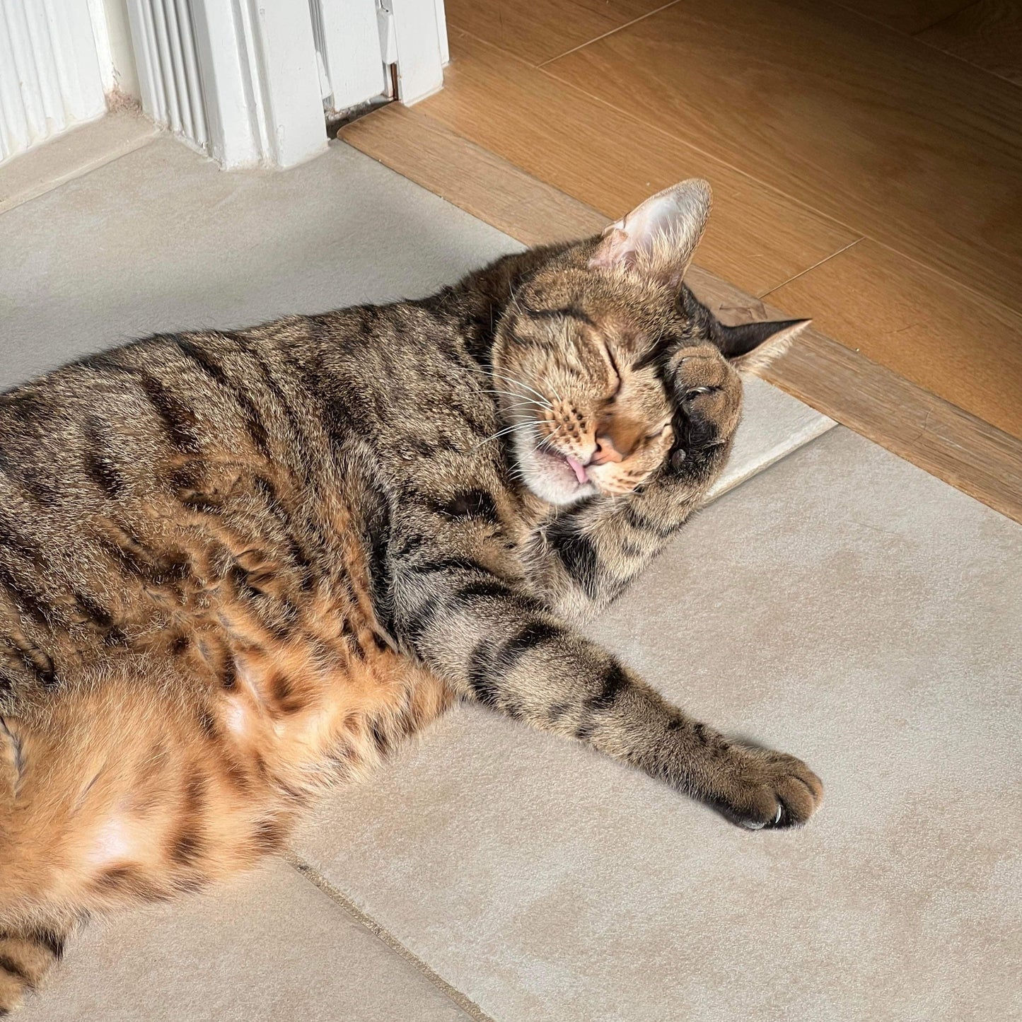 Felt Finger Puppet: "Huhu" The Brown Tabby - Chickadees Wooden Toys