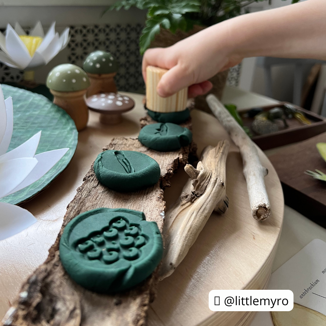 Frog Life Cycle Playdough Stamps - Chickadees Wooden Toys