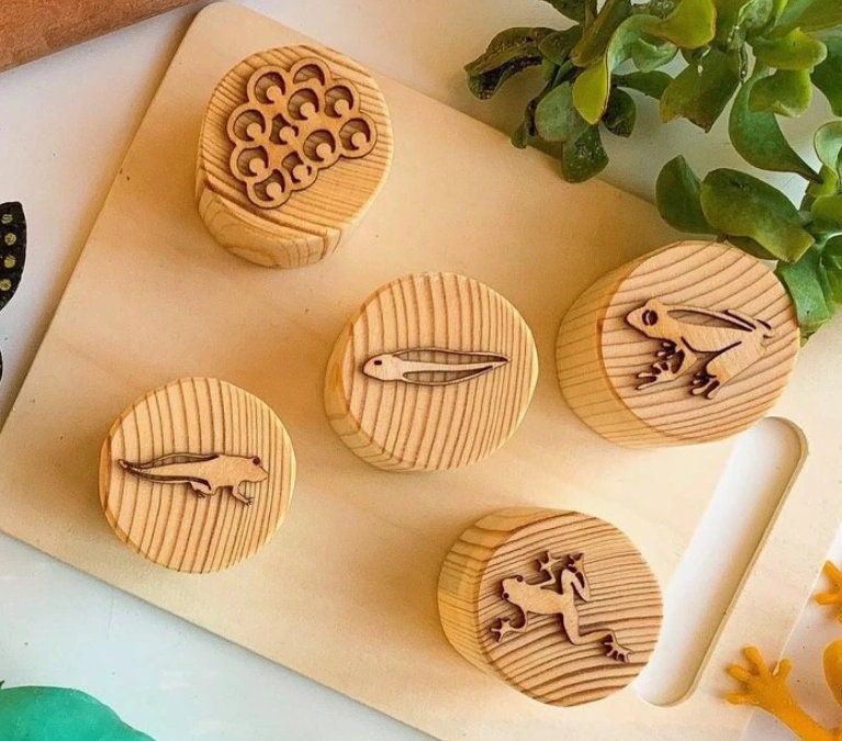 Frog Life Cycle Playdough Stamps - Chickadees Wooden Toys